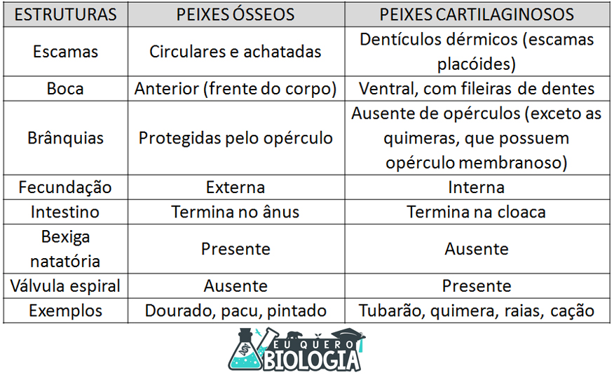 diferencas entre peixes cartilaginosos e osseos