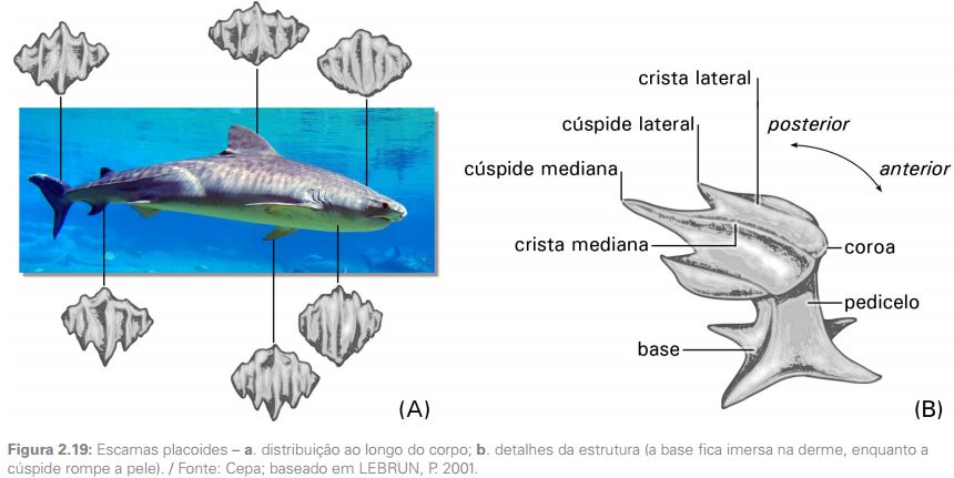 diferencas entre peixes cartilaginosos e osseos1