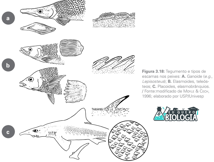 diferencas entre peixes cartilaginosos e osseos