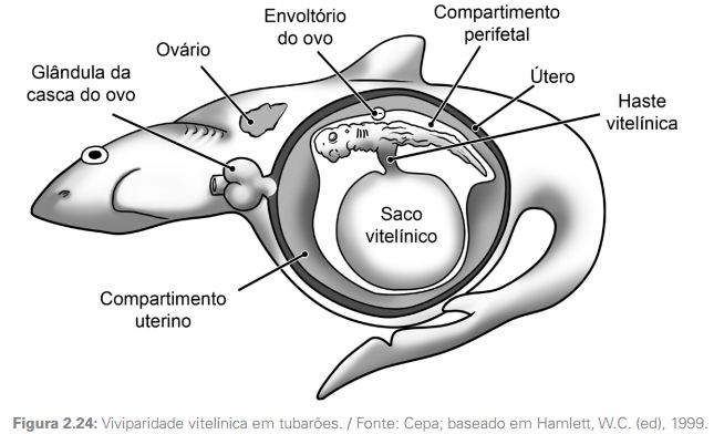 diferencas entre peixes cartilaginosos e osseos5