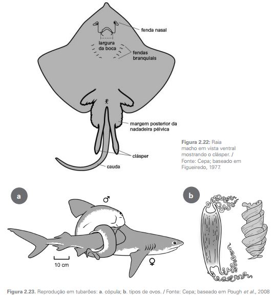 Bio Lounge: CHONDRICHTHYES - Peixes Cartilaginosos