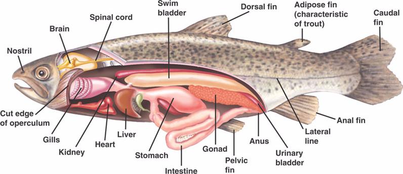 diferencas entre peixes cartilaginosos e osseos7