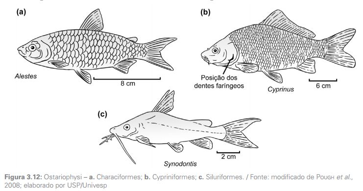 diferencas entre peixes cartilaginosos e osseos