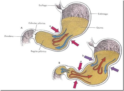 por que a barriga ronca