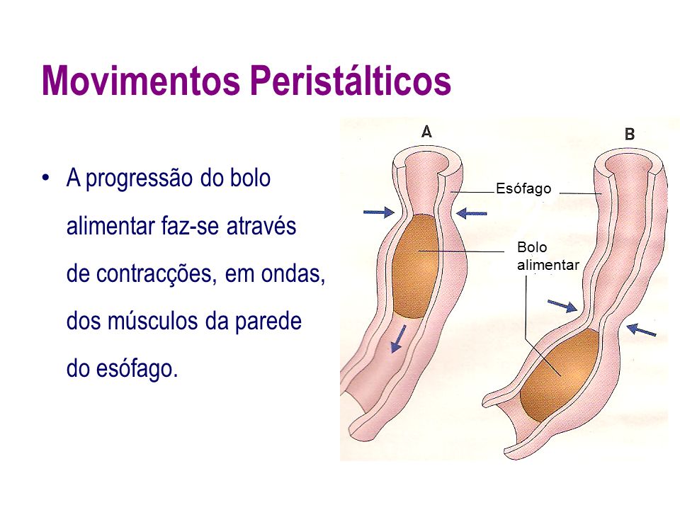 por que a bariga ronca