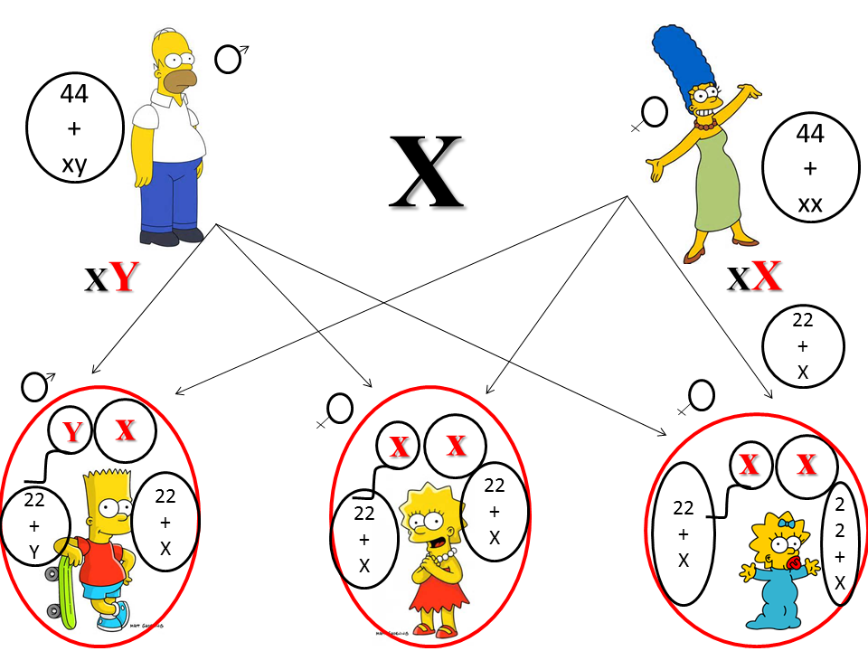 O que significa XY?