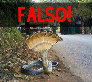 cobra de varias cabecas india