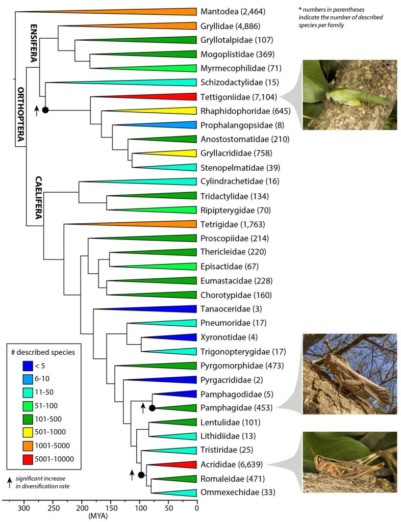 Novo estudo resolve a árvore evolutiva da ordem Orthoptera