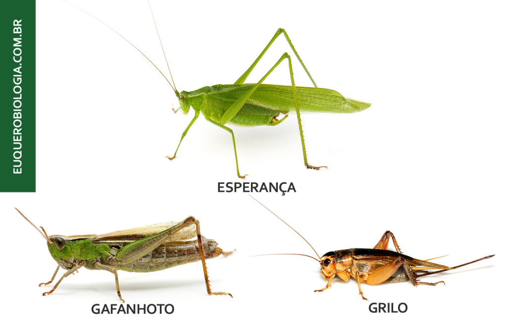 Novo estudo resolve a árvore evolutiva da ordem Orthoptera2