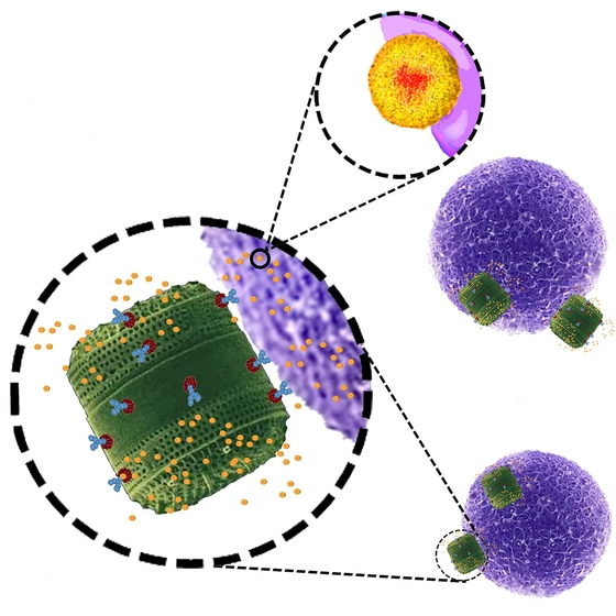 Cientistas transformam algas em um sistema matador de ceulas cancerigenas