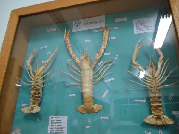 Nas aulas de zoologia de invertebrados, você vai estudar vários animais taxidermizados, como estes crustáceos. Foto: Coleção de Invertebrados da UEB.