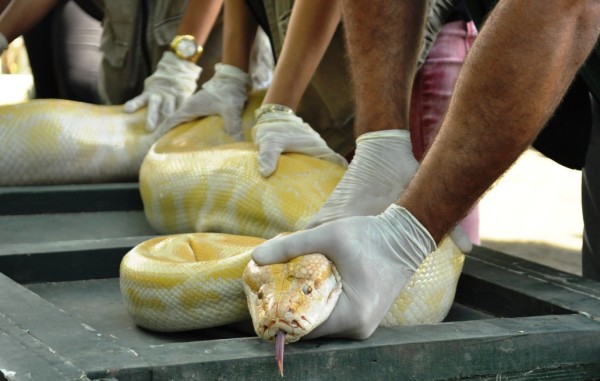 Se sua universidade possuir um biotério, você vai aprender a manusear serpentes. Caso não tenha, você poderá procurar por estágio em locais específicos, para aprender a lidar com estes animais e vários outros. Além disso, geralmente as universidades que possuem biotério oferecem cursos de manejo de serpentes para estudantes.