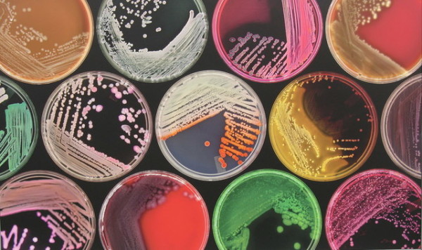 Nas aulas em laboratório você também irá realizar experimentos, criando meios pra cultivo de bactérias e fungos. Você vai realizar diferentes testes para aprender a identificar estes microrganismos. Foto: Divulgação.