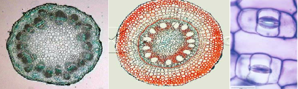 Nas aulas de morfologia e fisiologia vegetal, você vai aprender a elaborar várias lâminas histológicas de diferentes partes dos vegetais. Você vai aprender a identificar os diferentes tipos de tecidos e células que constituem as plantas.