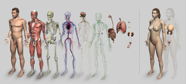 Nas aulas de anatomia humana, dependendo da sua universidade, você poderá estudar o corpo humano de uma forma incrível e única, através da observação e contato com peças reais. Obviamente, se você não quiser, não precisa participar da aula prática.