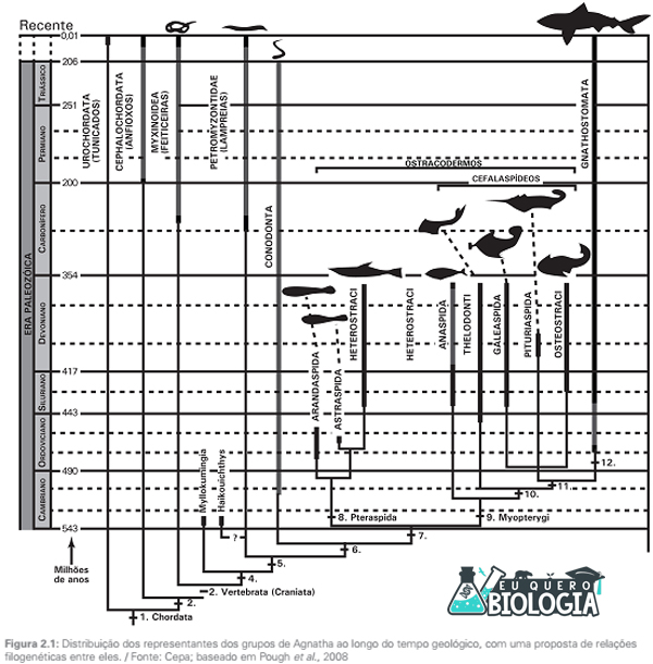 Agnathas atuais e chondrichthyes