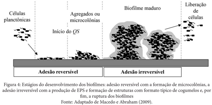 Biofilmes bacterianos características e importância 3