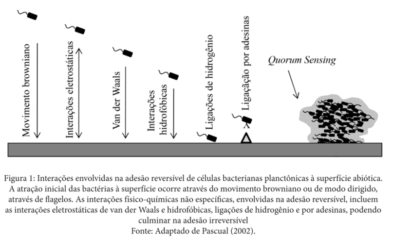 Biofilmes bacterianos características e importância