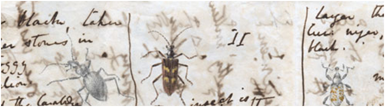 Breve histórico da entomologia A ciência por trás dos insetos 1
