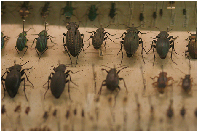 Breve histórico da entomologia A ciência por trás dos insetos