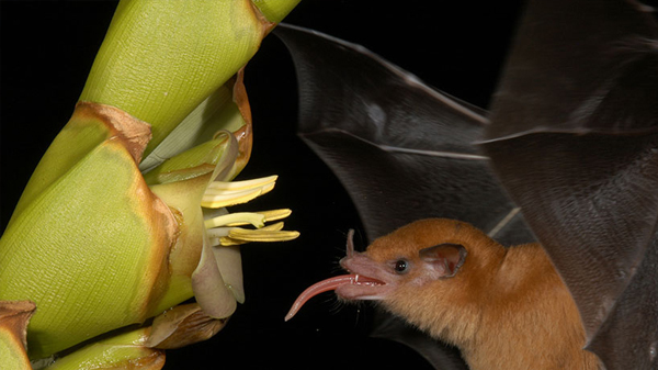 Morcego Lonchophylla robusta (Foto: Marco Tschapka).