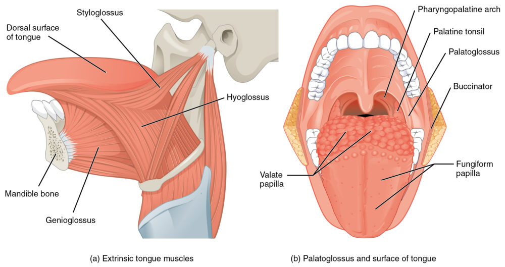 fato ou ficcao a lingua e o musculo mais forte do corpo1