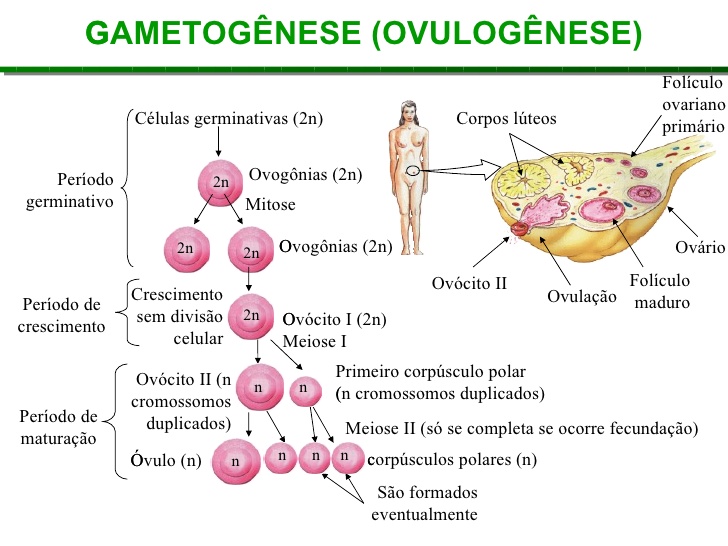 Gametogênese formação de espermatozoides e oócitos2 (2)