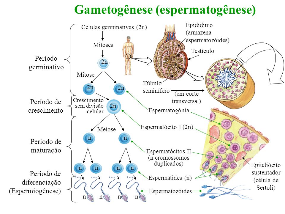 Gametogênese formação de espermatozoides e oócitos2