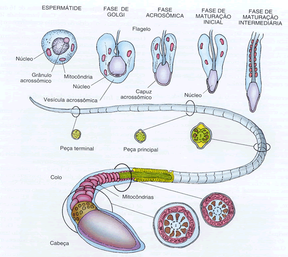 Gametogênese formação de espermatozoides e oócitos3