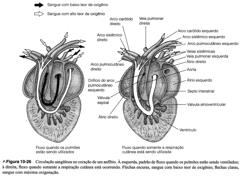 Respiração de répteis e anfíbios