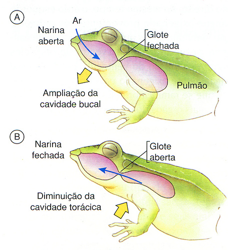 Respiração de répteis e anfíbios1