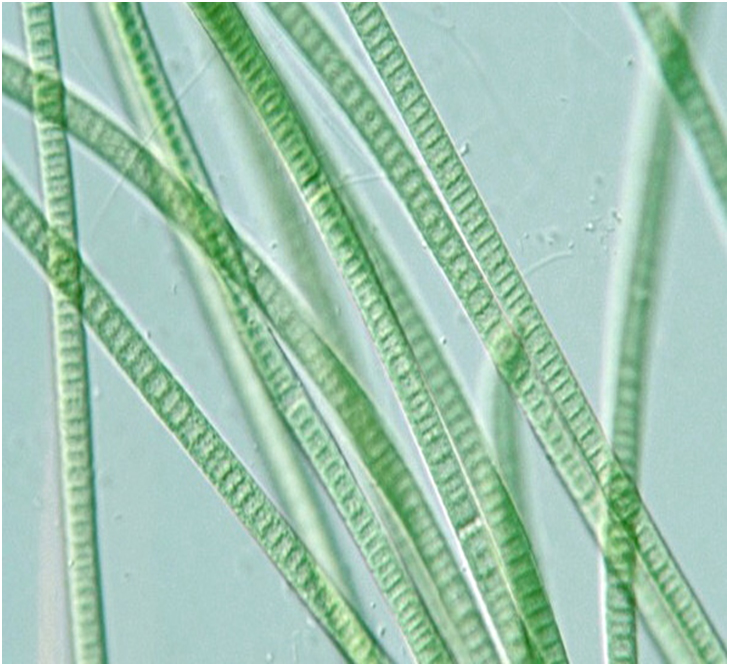 cianobacteria caracteristicas e importancia ecologia