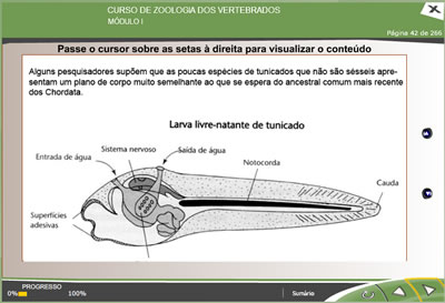 CURSO ONLINE DE ZOOLOGIA DOS VERTEBRADOS3