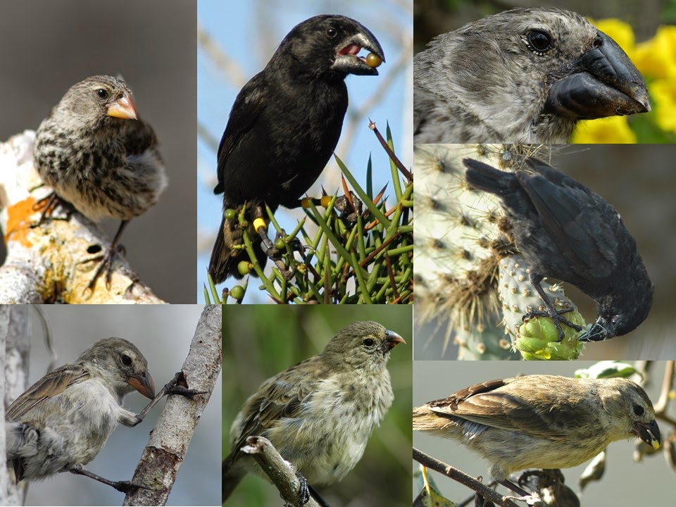 descoberto o gene que controla o tamanho do bico dos tentilhoes de darwin1