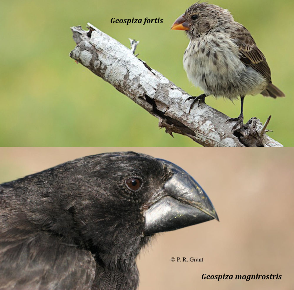 descoberto o gene que controla o tamanho do bico dos tentilhoes de darwin2