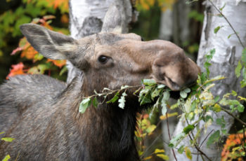 15 femeas incriveis do reino animal 11