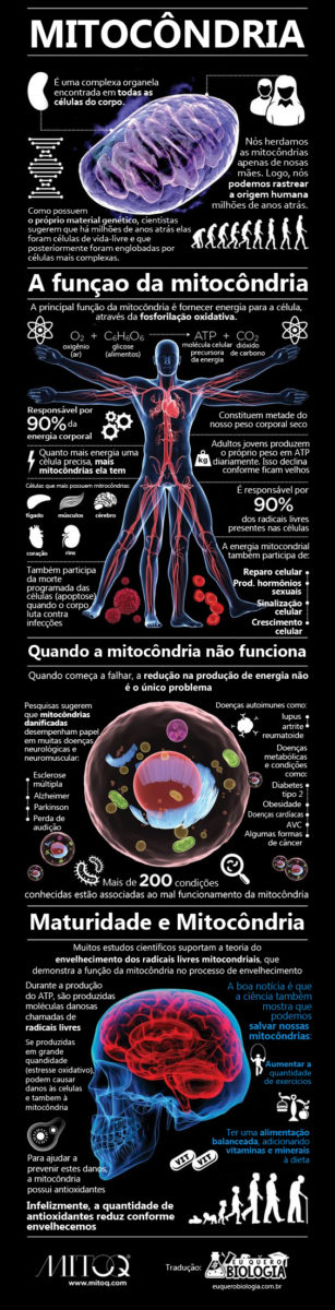 Infrografico - Conhecendo a mitocôndria