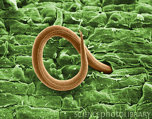 Color enhanced Scanning Electron Micrograph of the whiplike larva of the root-knot nematode Meloidogyne incognita penetrating a tomato root. Once inside, the larva establishes a feeding site and causes nutrient-robbing galls to form on cells. As the larva consumes nutrients, the plant's growth is stunted. Magnification 900X.