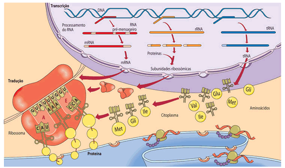 sintese proteica transcricao e traducao
