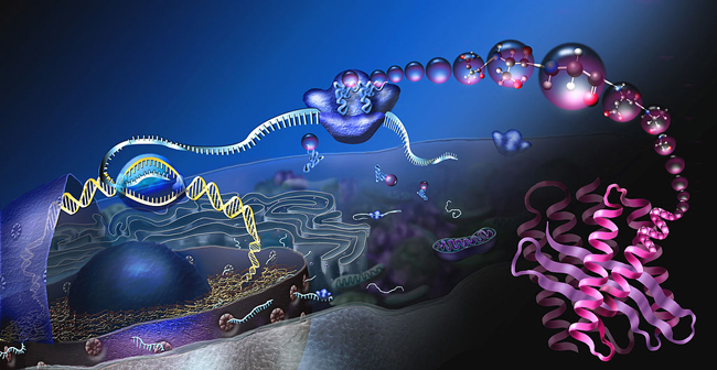 Cientistas recriam RNA primordial de 4 bilhões de anos1