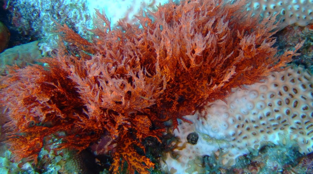 Resultado de imagem para Algas vermelhas ou RodofÃ­ceas