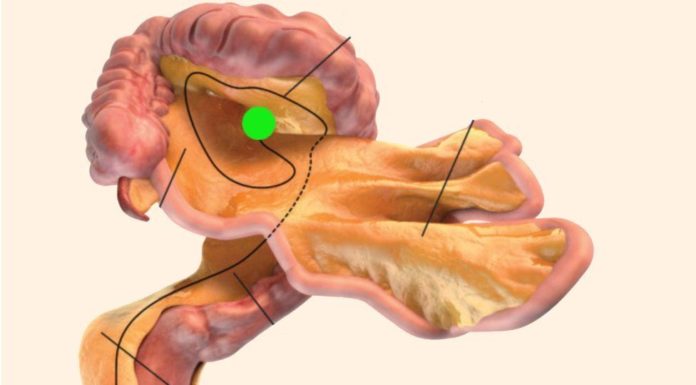 Qual é o órgão mais importante do corpo humano?