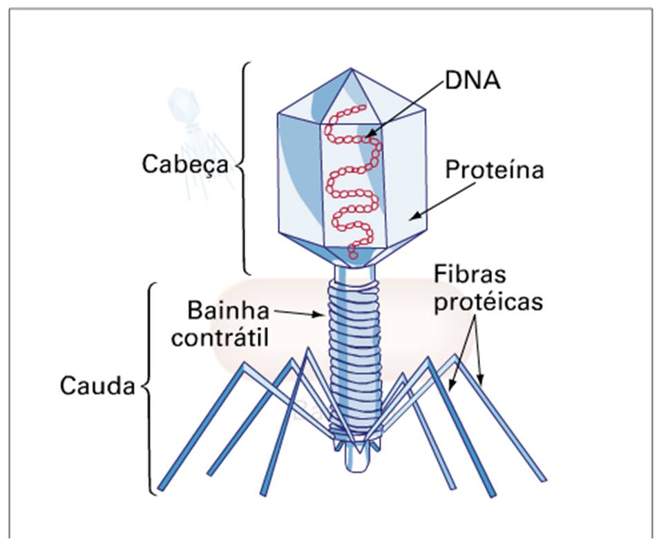 virus bacteriofago