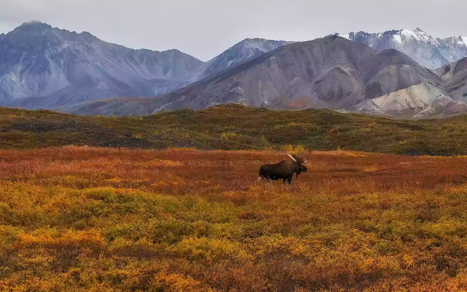 tundra biodiversidade fauna